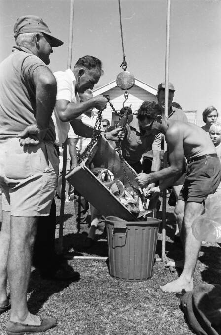 Nice catch: Local identity Reg Swalwell looks on as son Graham weighs in their catch, 1971.
