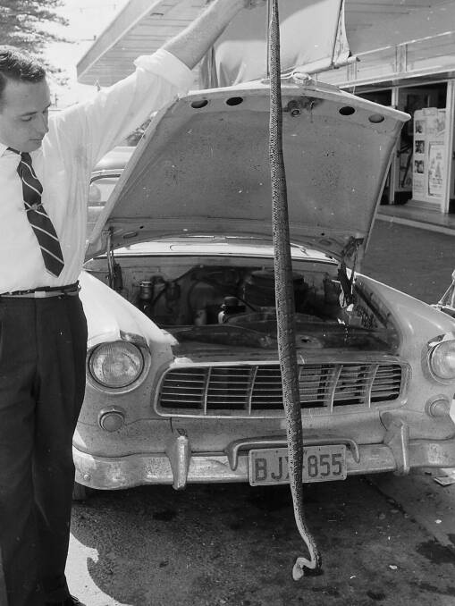 Slippery hitchhiker: Ross Anderson holds the 7 foot snake he found in Rex Davis’ car, 1963. Photo supplied by Port Macquarie Museum.