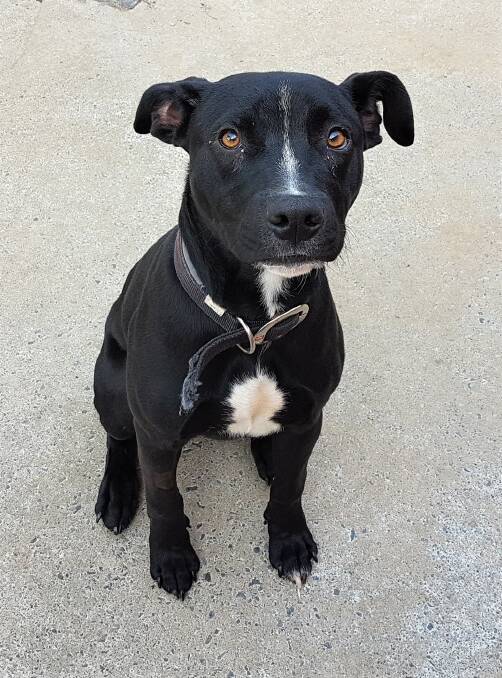Puppy love: Mo is a six-month-old staffie cross with some growing to do.