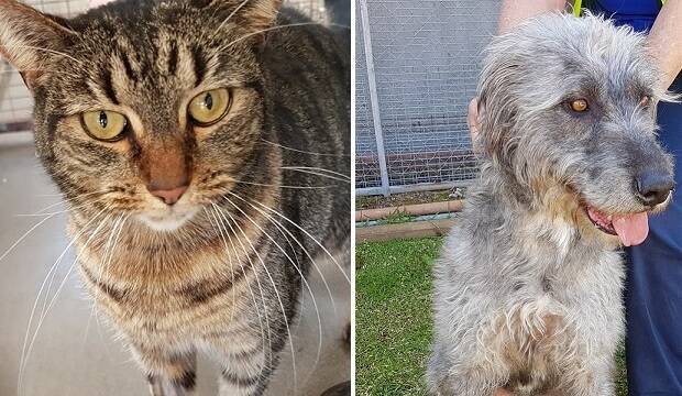 RSPCA pets: Trixie the tabby and Albert the Irish wolfhound are a couple of youngster ready to find new homes with loving families.
