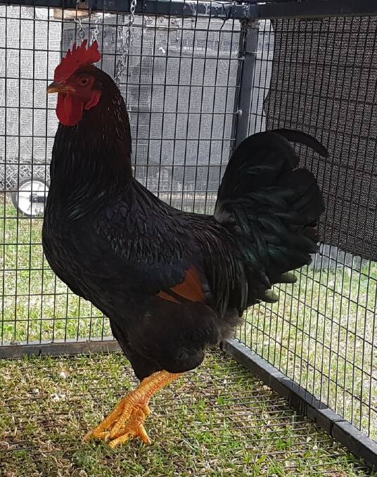 Strutting his stuff: This is Rhode Island Red Sheriff and he knows who rules the roost. 