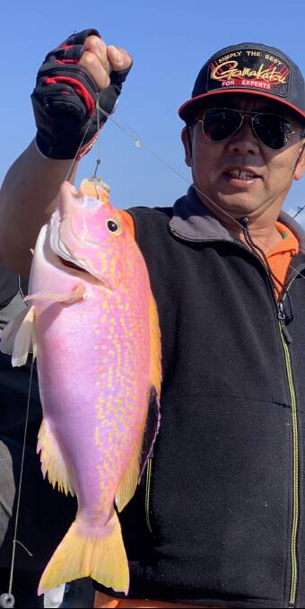 In the pink: Our Berkley Pic of the Week is Zhaojun Zhou with this terrific long fin perch he recently caught during a trip out with Ocean Star Charters. Photo supplied