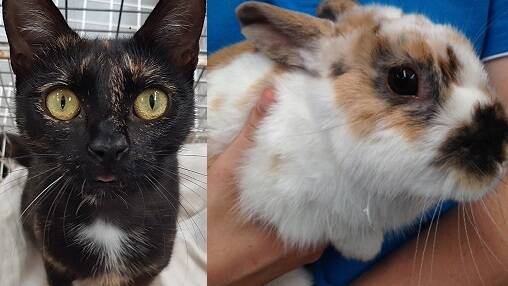 Pick me: Freckles and Jersey are very sweet fur babies anxious to find loving families to take them home and give them loads of cuddles.
