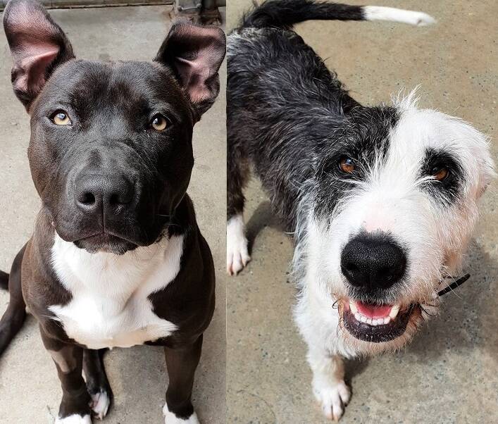Wolfie and staffie: Rebel and Dotty are keen to be adopted by families with large breed experience. Photos supplied by RSPCA Port Macquarie.