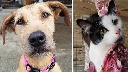 The eyes have it: These two young ones have a look which seems to say please take me home. They are up for adoption at the Port Macquarie RSPCA shelter.