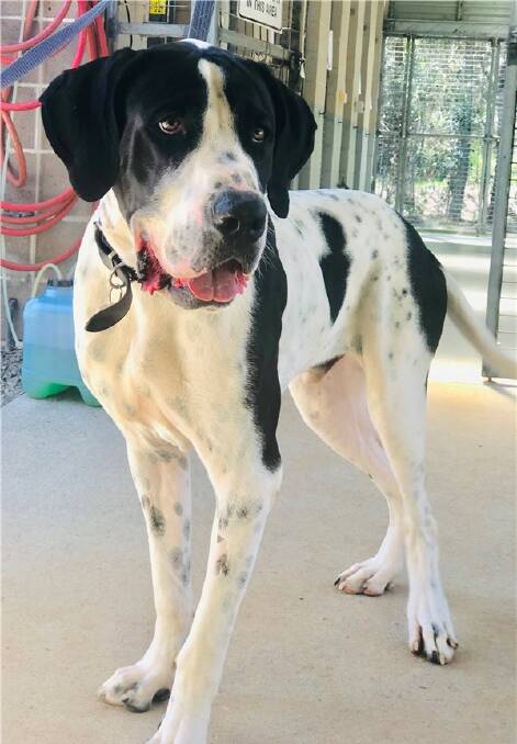 Gentle giant: Crusher is a great Dane cross and needs to be adopted by a family with large breed experience.