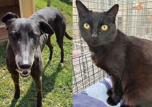 Annie and Bert: Senior citizens greyhound Annie, and puss Bert, one half of a sibling pair of black cats to be adopted together, await your visit. Photos supplied