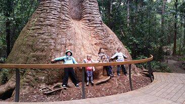 At over 200 years old and more than 16 metres diameter at its base, Old Bottlebutt near Wauchope is a unique attraction.