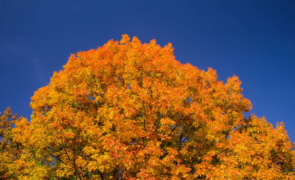 The pin oak is a beautiful sight in autumn.