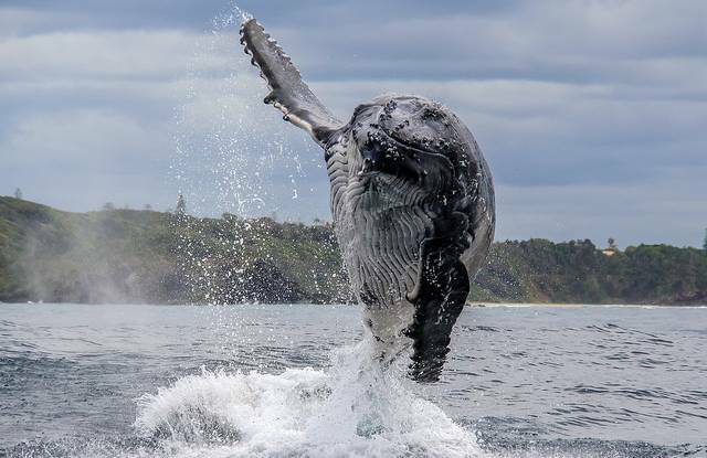 HELLO: Are you ready to take part in the whale census? If so register today! Photo: Jodie Lowe.