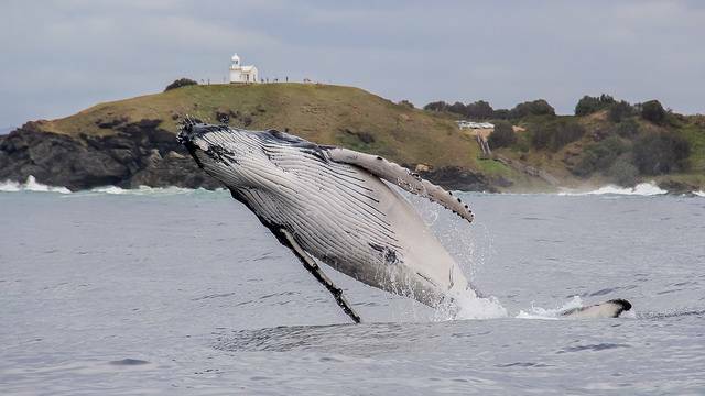  COUNT TIME: Whales have been spotted off Port Macquarie since April. File photo: JODIE LOWE