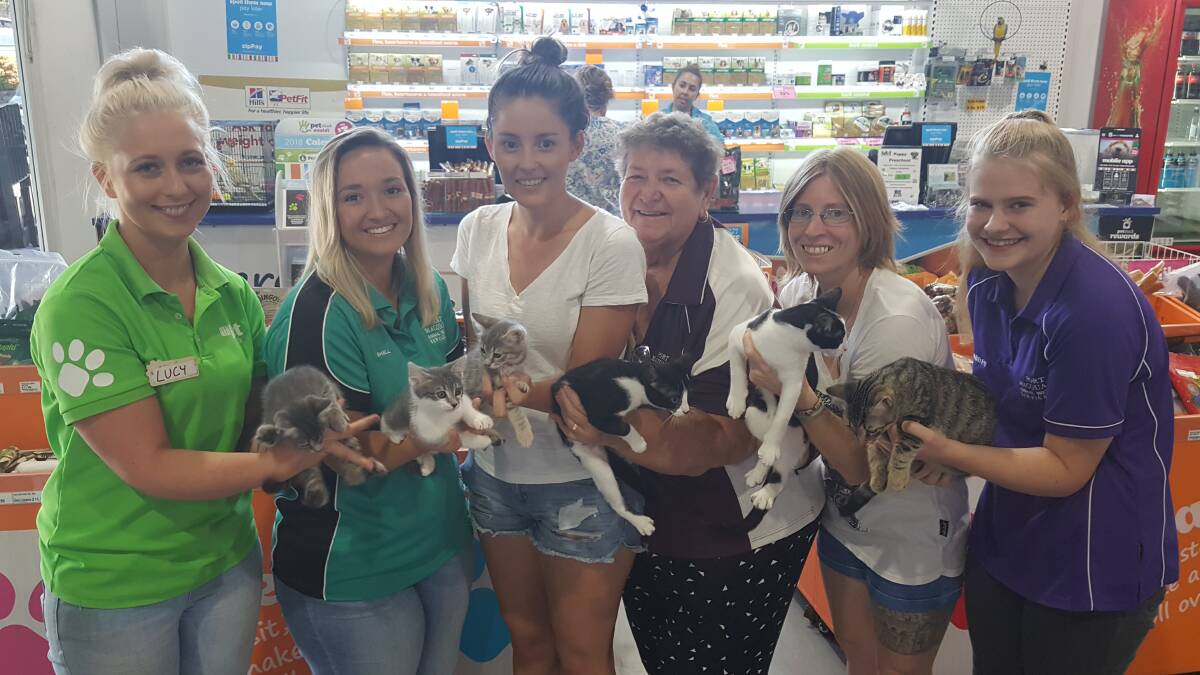 ADOPT A KITTEN: Lucy Supple, Shelly Spurrier, Isabella Boughton, Leonie Heath, Amee Robinson and Abby Burtonshaw at PETstock Port Macquarie. Photo: Laura Telford.