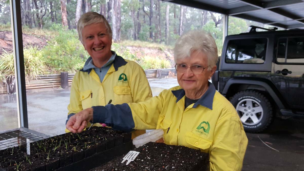 FUN: Roz Anderson, Glor Mullins planting seedlings at the Port Macquarie Landcare nursery.