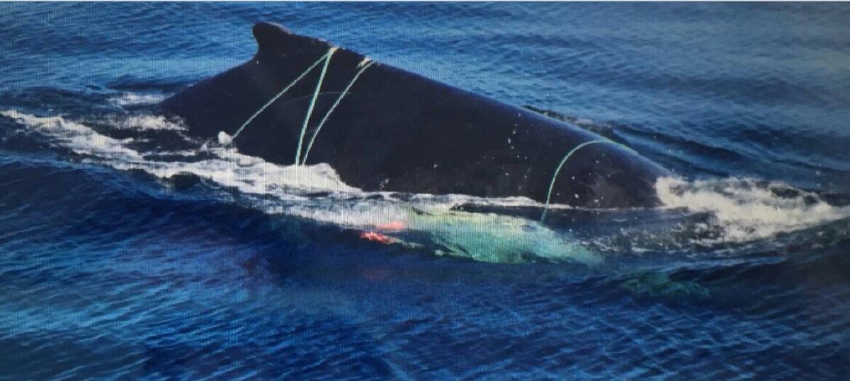 Whale entangled off the Port Macquarie coast. Photo:  ORRCA. 