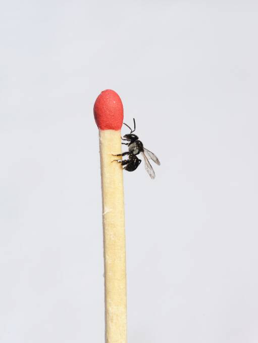Native stingless bee: Tetragonula carbonaria. Photo: supplied. 