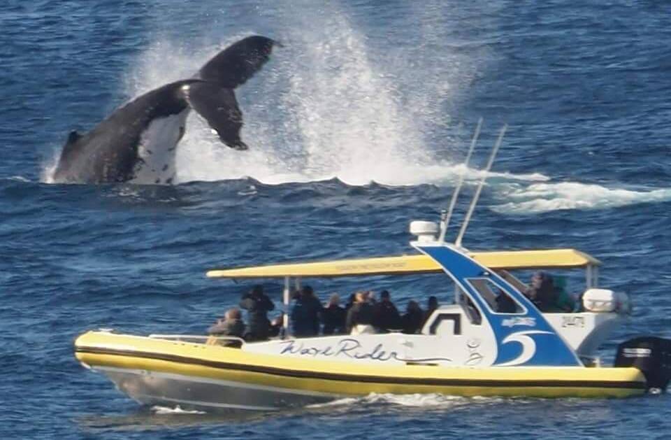 Spectacular: A whale puts on a show for tour attendees. Photo: Alan Hudson. 