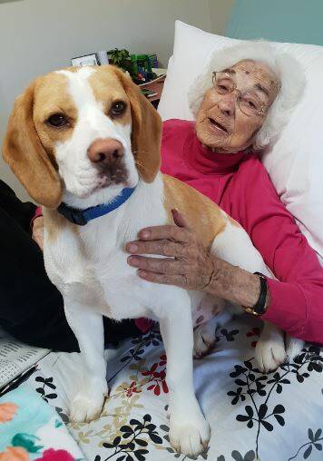 Great bond: Barbara Beck loves having Chappy around the Whiddon Group Laurieton. Photo: Brendon (Whiddon Group Laurieton). 