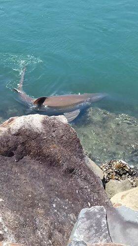 Shark spotted in Camden Haven River | photos