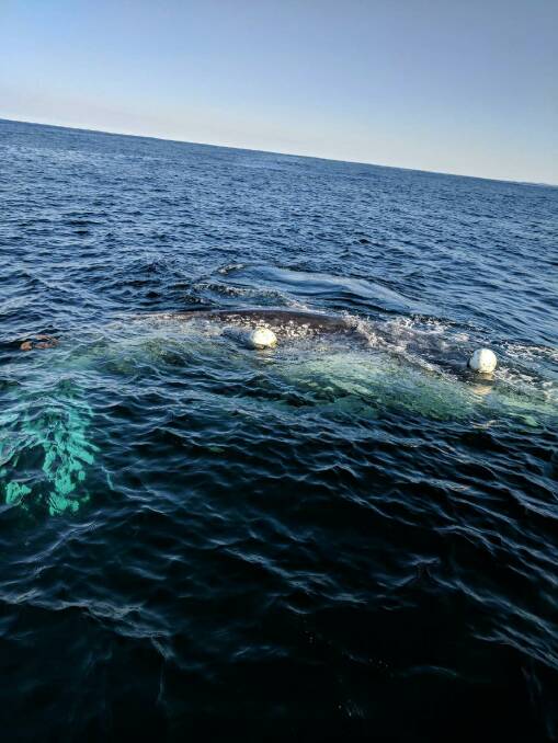 Whale entangled off Crescent Head. Photo: ORRCA. 