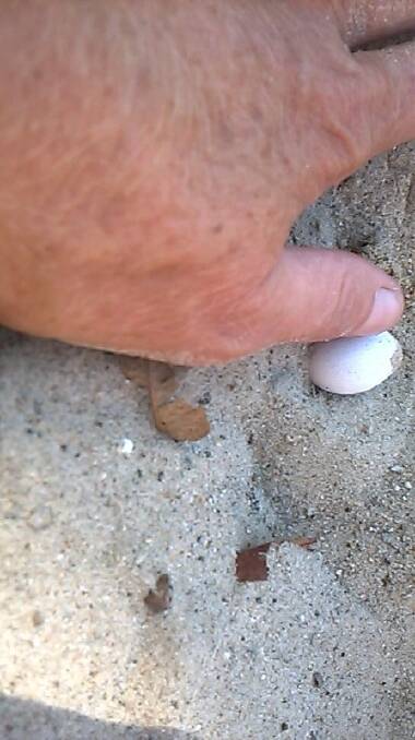 Snake eggs found in school sand pit