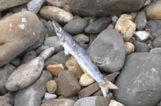 One of the fish found dead at Crowdy Head Harbour. Photo: supplied. 