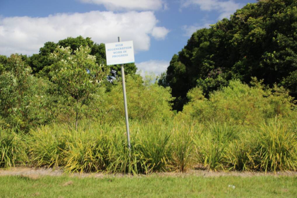 Three years ago this site was bare patch of grass. It was planted out and is maintained by Dunbogan Bushcare Group and Port Macquarie Hastings Council’s bush regeneration team. It joins littoral rainforest on both sides. Photo: supplied. 