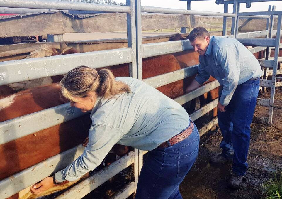 Tick outbreak threatens cattle at Kendall