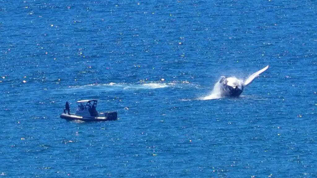 Alan Hudson captured a whale breaching at Hameys lookout, Camden Head. 