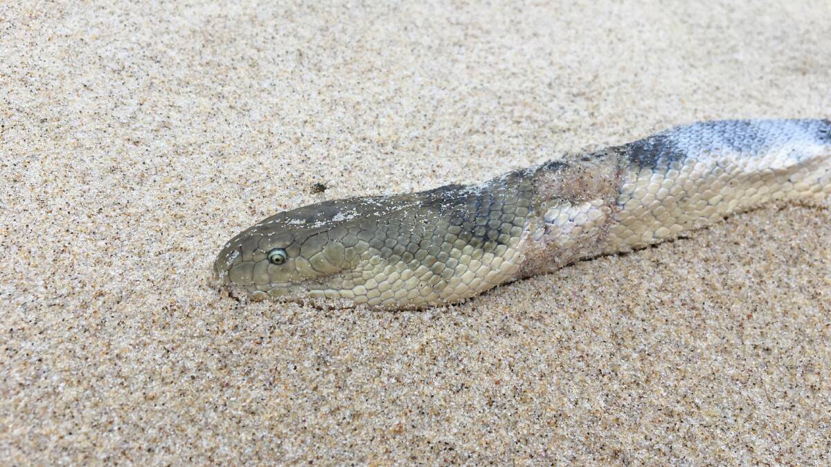 Elegant Sea Snake. Photo: Thomas Mesaglio.