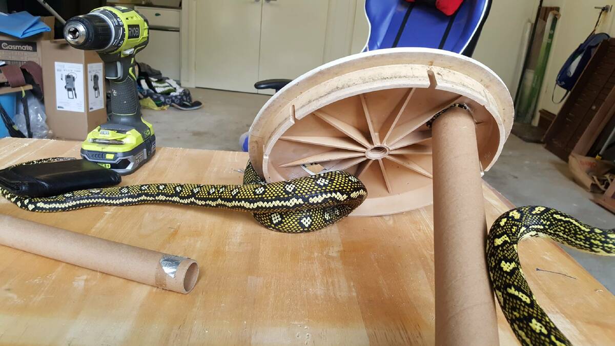 Snake rescues across the Mid North Coast
