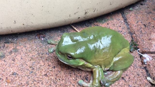 Resident ‘fatso’ frog in Camden Haven