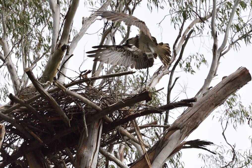 Feathers in a flutter as nesting begins for Ospreys