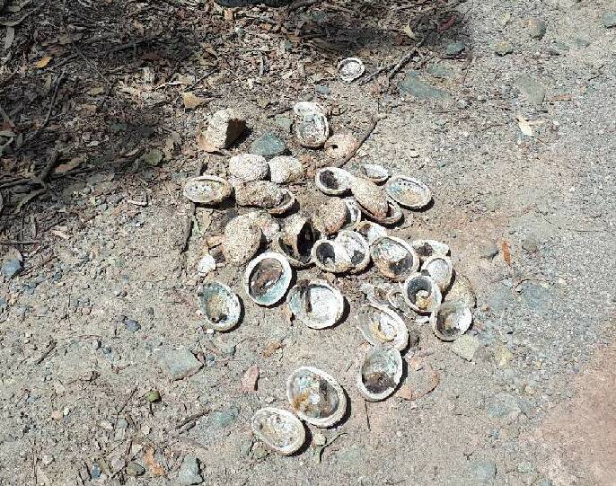 Illegal haul of abalone found at Bonny Hills. Photo: supplied. 
