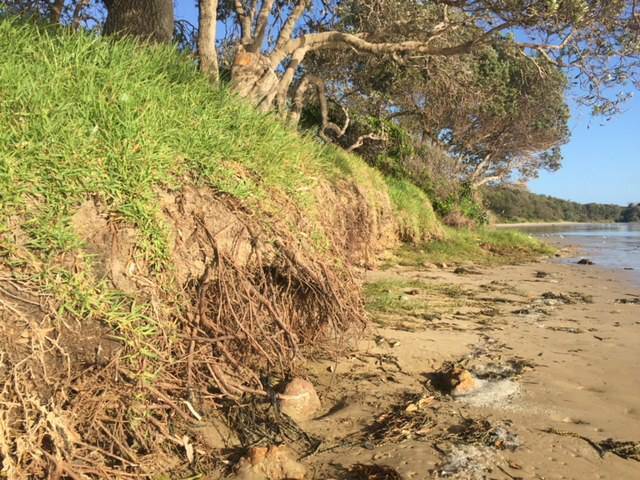 Dune bank erosion at Rainbow Beach. Photo: Port Macquarie-Hastings Council. 
