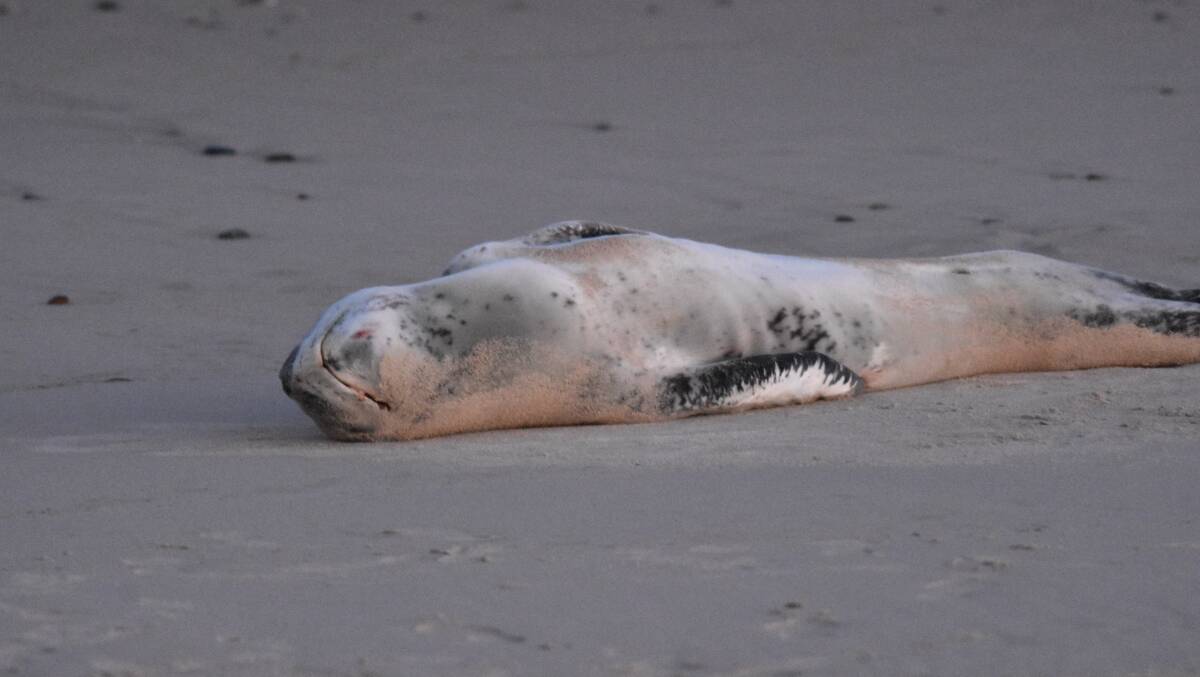 The leopard seal made a visit to Lake Cathie, south of Port Macquarie on Wednesday, September 5. Photo: Rob Dougherty. 