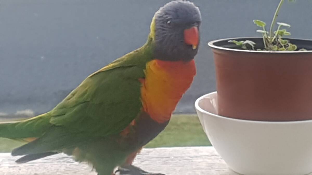 A local lorikeet in the Camden Haven. Photo: Olwen Williams. 