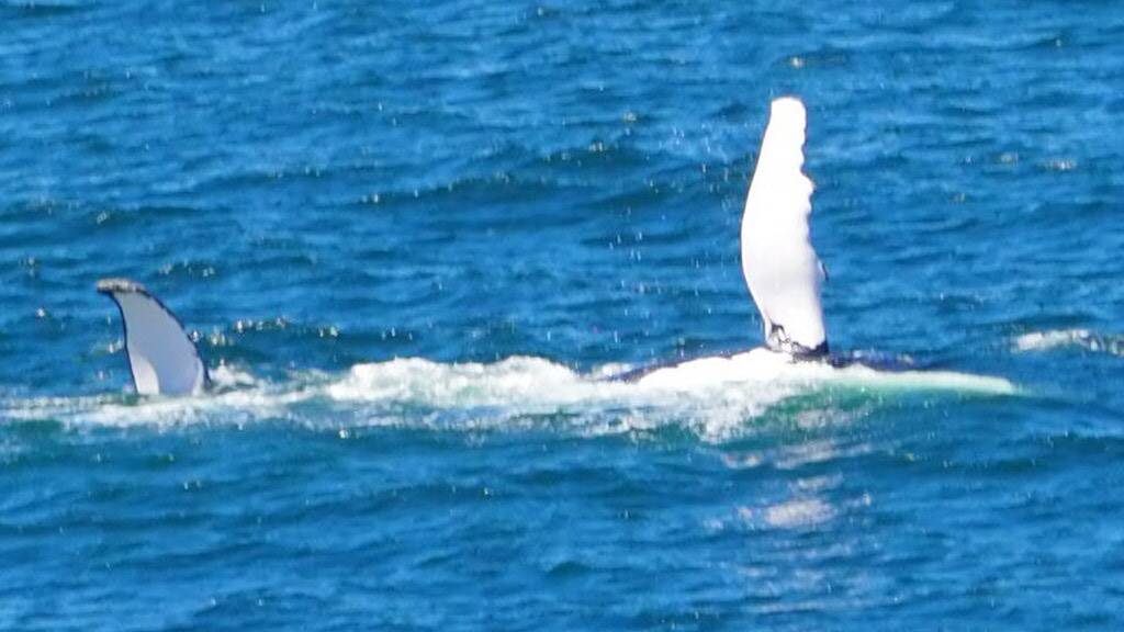 Alan Hudson captured a whale breaching at Hameys lookout, Camden Head. 