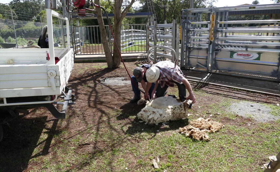 A professional sheep shearer recently visited the school to teach students about sheep shearing and give a special demonstration on the school’s sheep. 