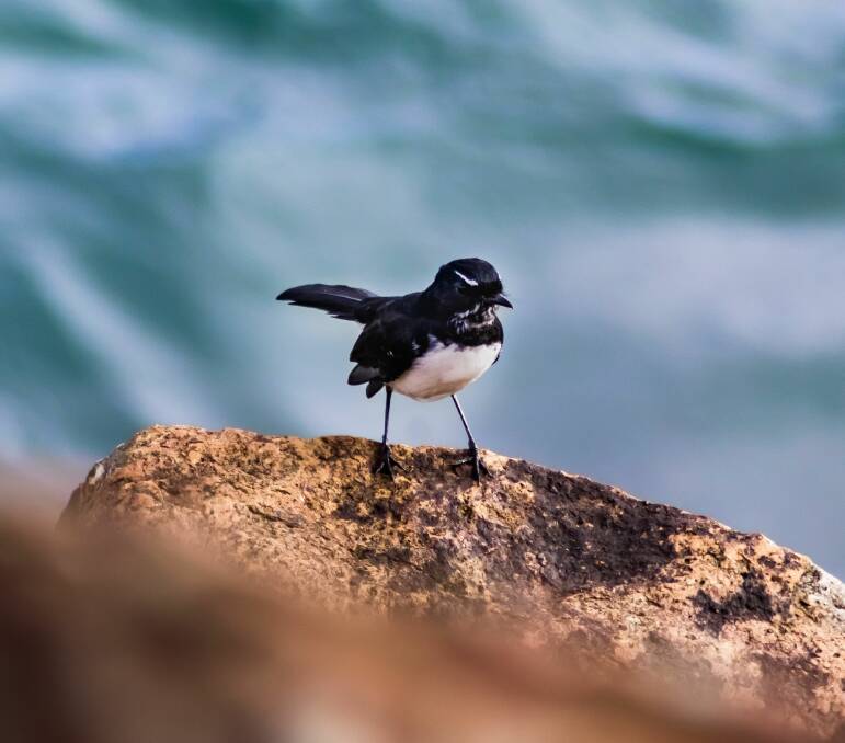 Willie wagtail at North Haven breakwall. Rachel Evans 