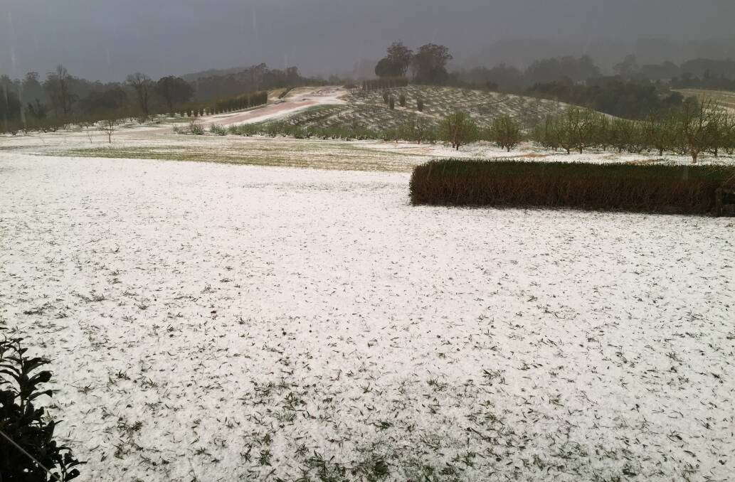 Ticoba Blueberries and Avocado Farm at Comboyne was impacted by a severe hailstorm which wiped out their crop on September. Photo: supplied. 