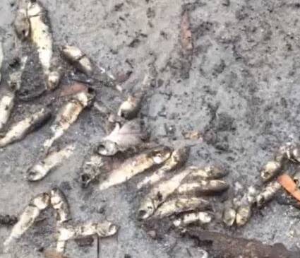 A video has emerged of dead fish at Lake Cathie. 