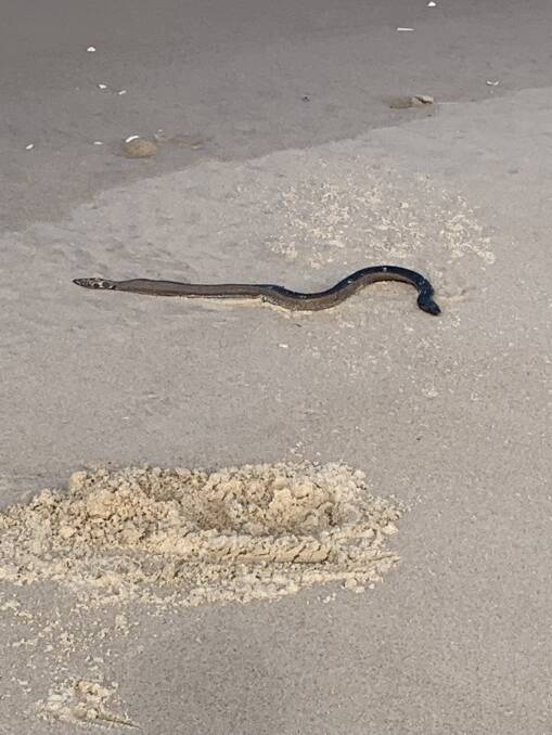 The snake was identified as the yellow-bellied sea snake by a spokesperson from the Australian Museum. Photo: Gilly Paxton.