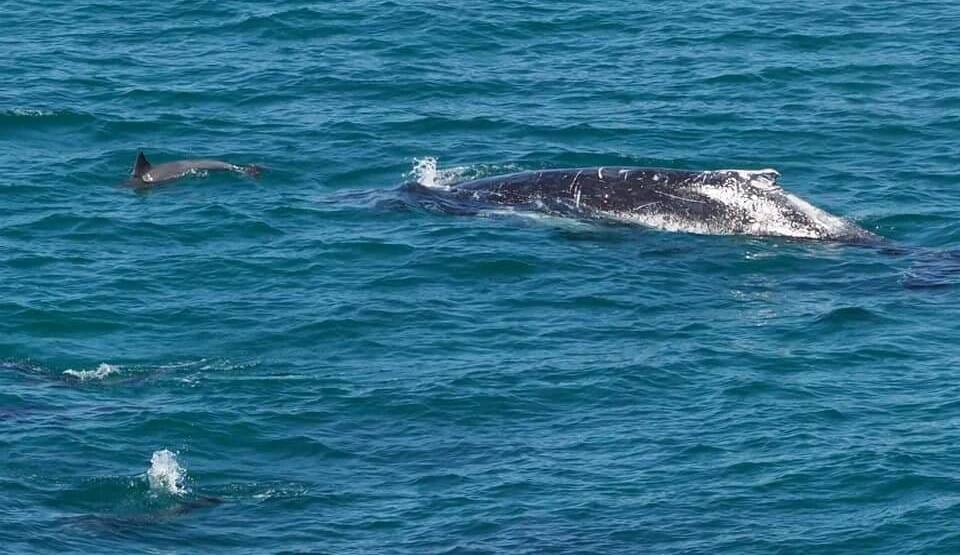 Whale of a time: Alan Hudson photographed whales from the Lighthouse at Port Macquarie on Wednesday, May 30. 
