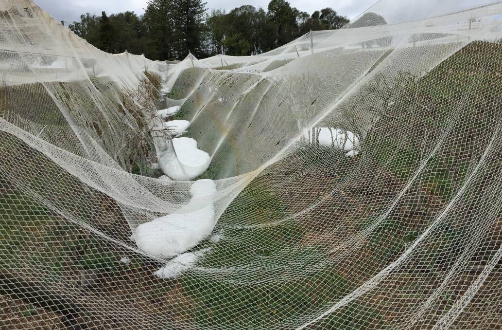 Damage done: Nets impacted by hail at Ticoba Blueberries and Avocado Farm. Photo: supplied. 