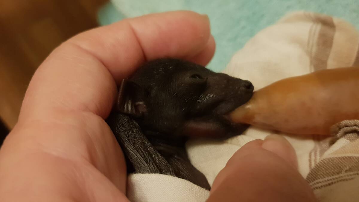 Flying foxes have returned for their annual birthing and FAWNA NSW had its first pup rescue on Monday, October 15. 