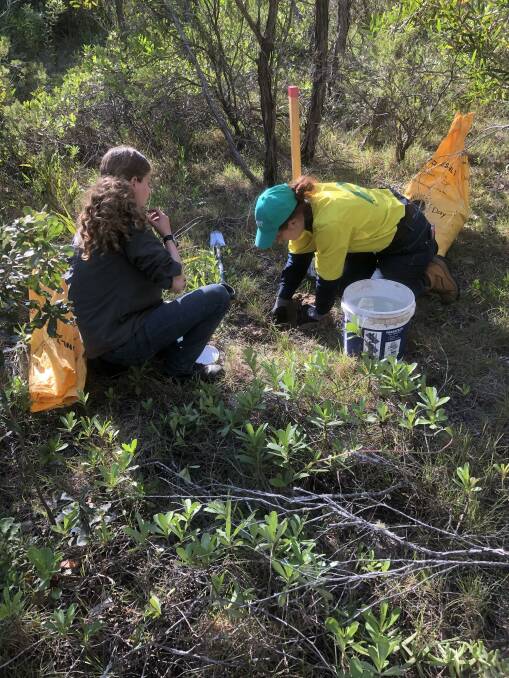 Hands-on: Kate Green and Jenna Gledhill remove weeds at Pilot Beach. Photo: supplied. 