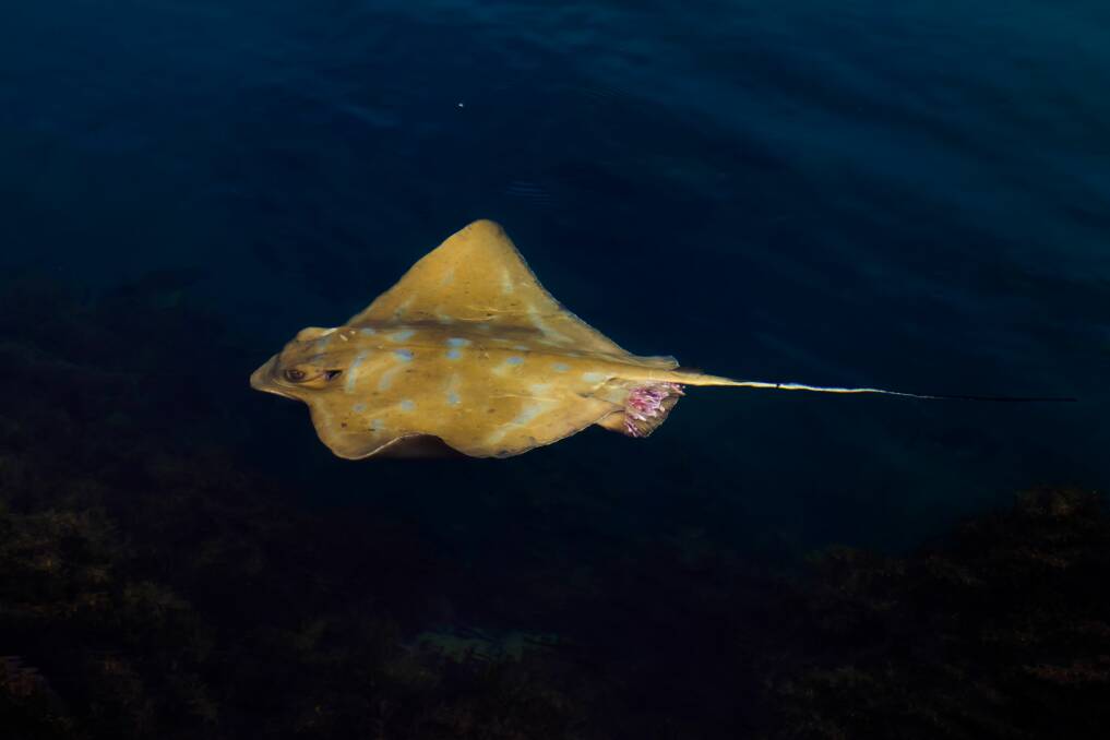  Southern Eagle Ray - Unique stingray at North Haven breakwall. Rachel Evans 