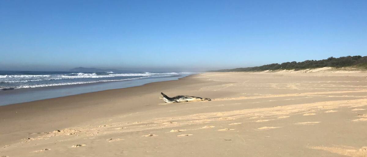 The seal was spotted on Tuesday, September 3. Photo: Stuart Bate. 