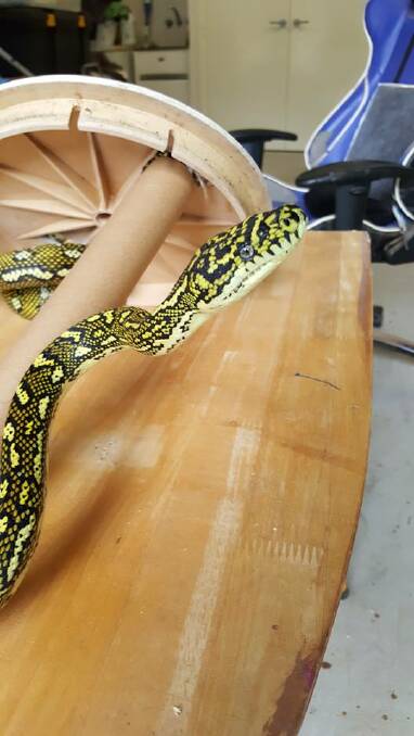 Recently Rod attended a job at Dunbogan as FAWNA received a call there was a python which had become stuck in a pool skimmer box. Photo: Rod Miller. 