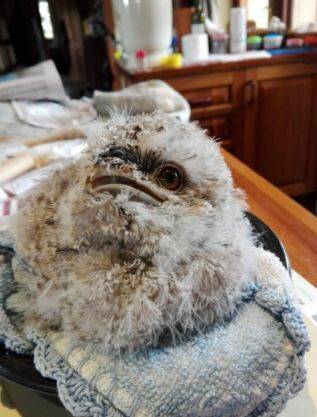 Tawny Frogmouth in care. Photo: supplied. 